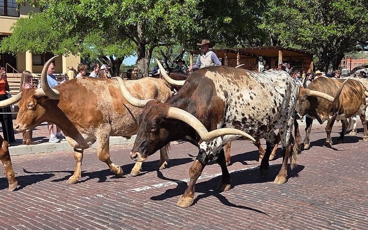 Running of bulls in Fort Worth, Dallas, near enSYNC headquarters. 