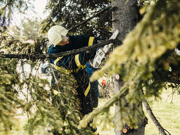 Tree care professionals working outdoors